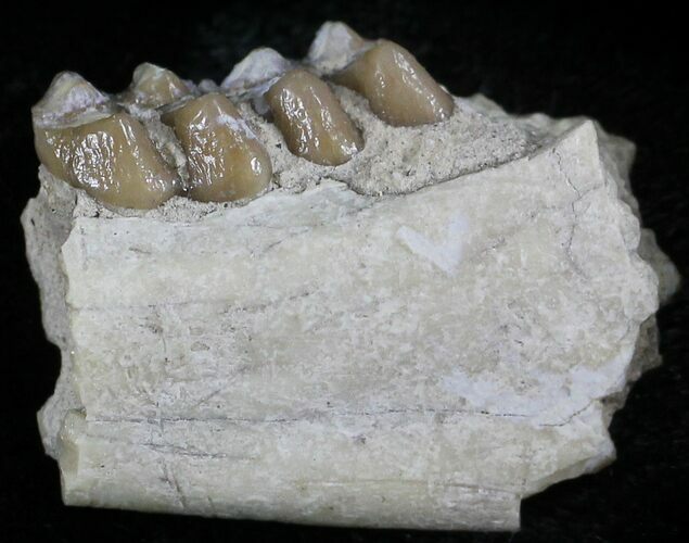 Oligocene Ruminant (Leptomeryx) Jaw Section #25092